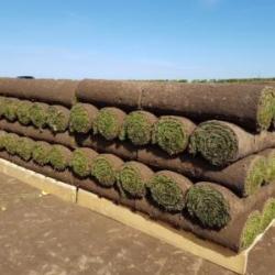 Classic Turf 1m² Roll